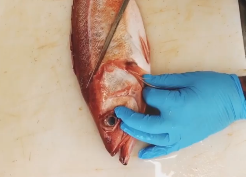 Cooking Tip: How to Fillet a Whole Rockfish