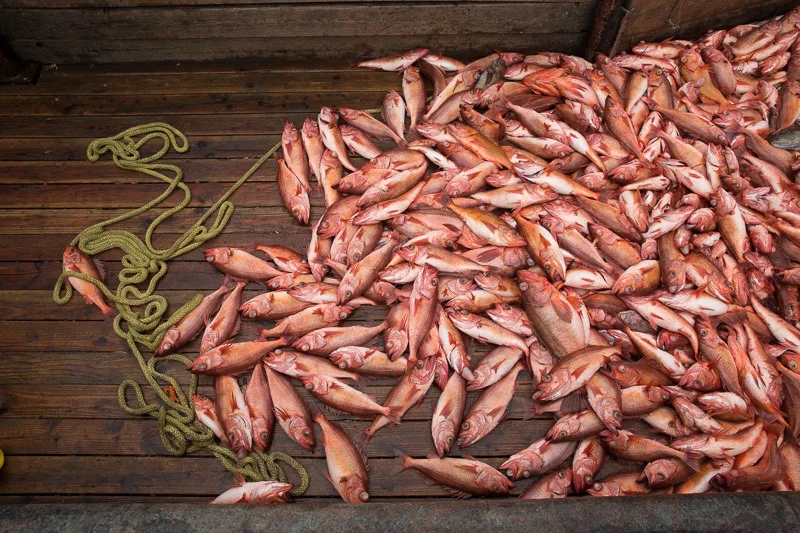 Monterey Bay secures $1 million in fishing rights