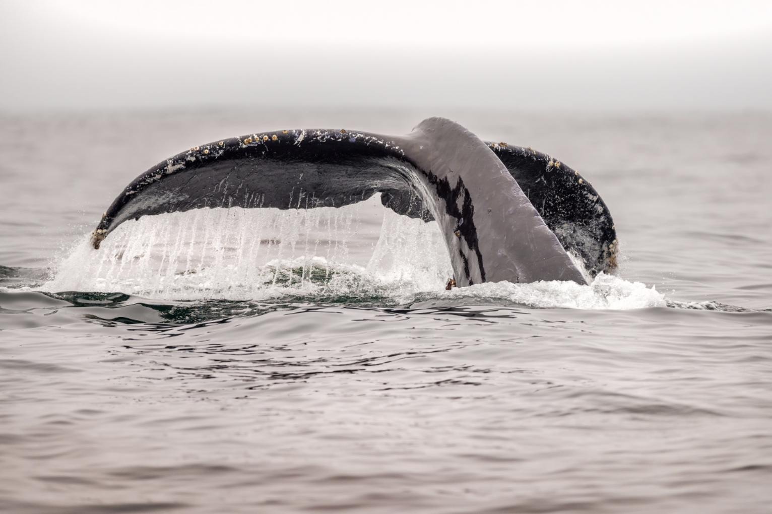 Reeling in a major cause of whale entanglement