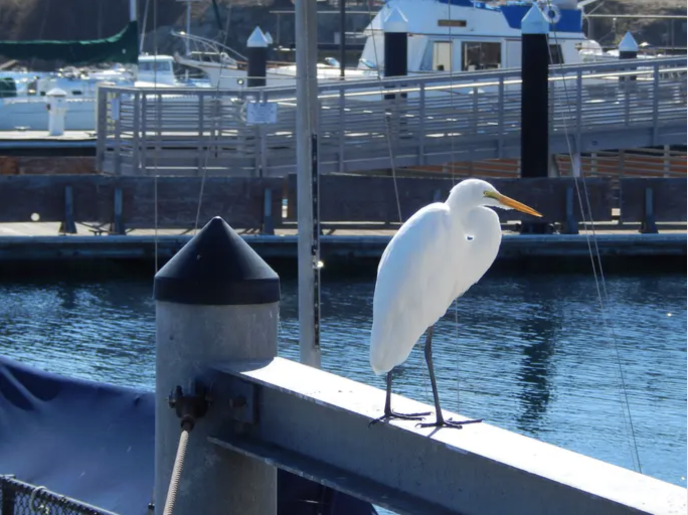 Giving Tuesday and the Monterey Bay Fisheries Trust