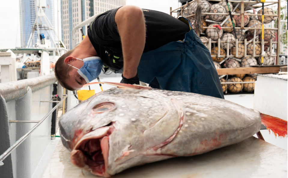 As meat plants idle, California has no shortage of fish, dairy