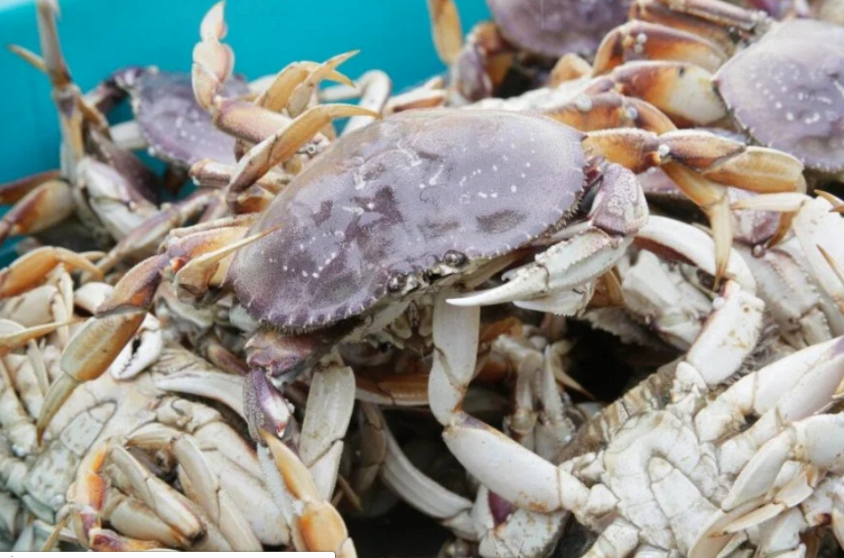 Crab season ended early by California Department of Fish and Wildlife to protect whales