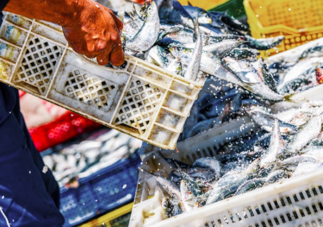 Covid helped connect small fishermen to the emergency food network. Can the link last?