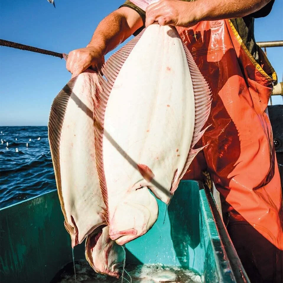 Just for the halibut