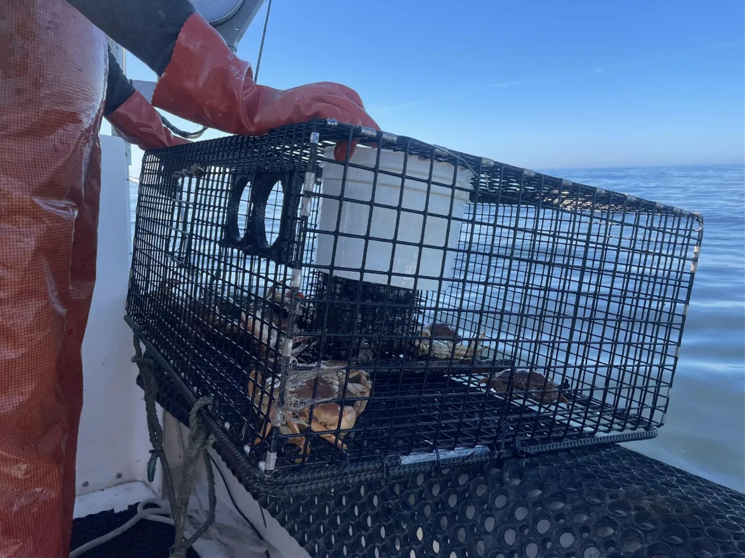 How the Friendliest Catch in Santa Cruz is using sustainable fishing to preserve the ocean