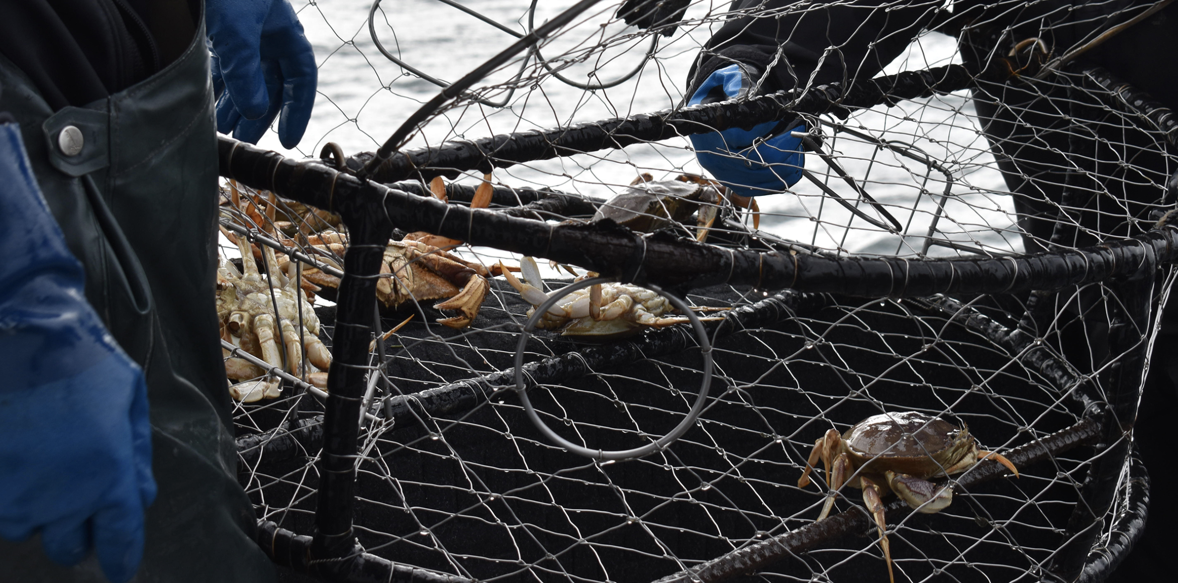 For Whales and Crabbers, Finding Balance Is Getting Harder