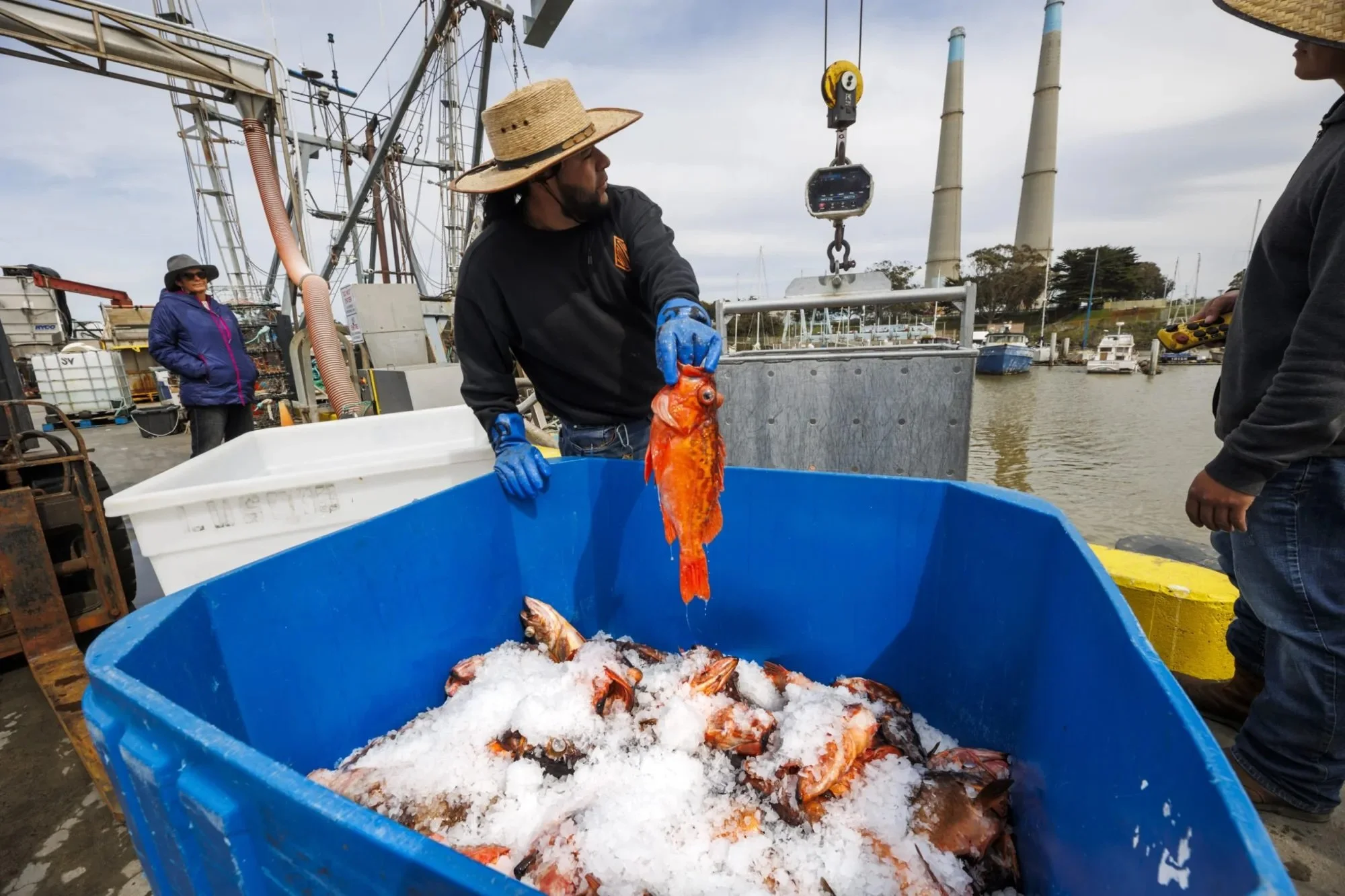Santa Cruz’s Grey Bears joins Monterey Bay Fisheries Trust Community Seafood Program