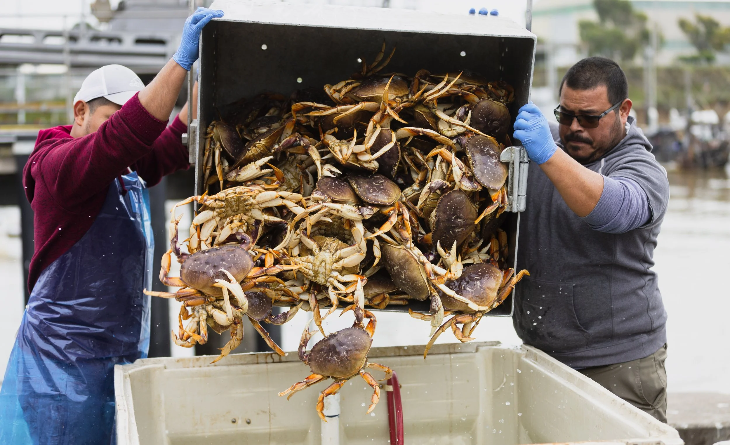 Our Ocean Backyard | Holiday dining and our changing seas; examining the future of seafood