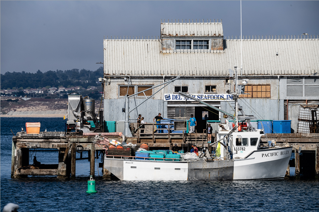 Black cod offloads happening at Del Mar Seafoods at the end of Monterey’s Municipal Wharf II