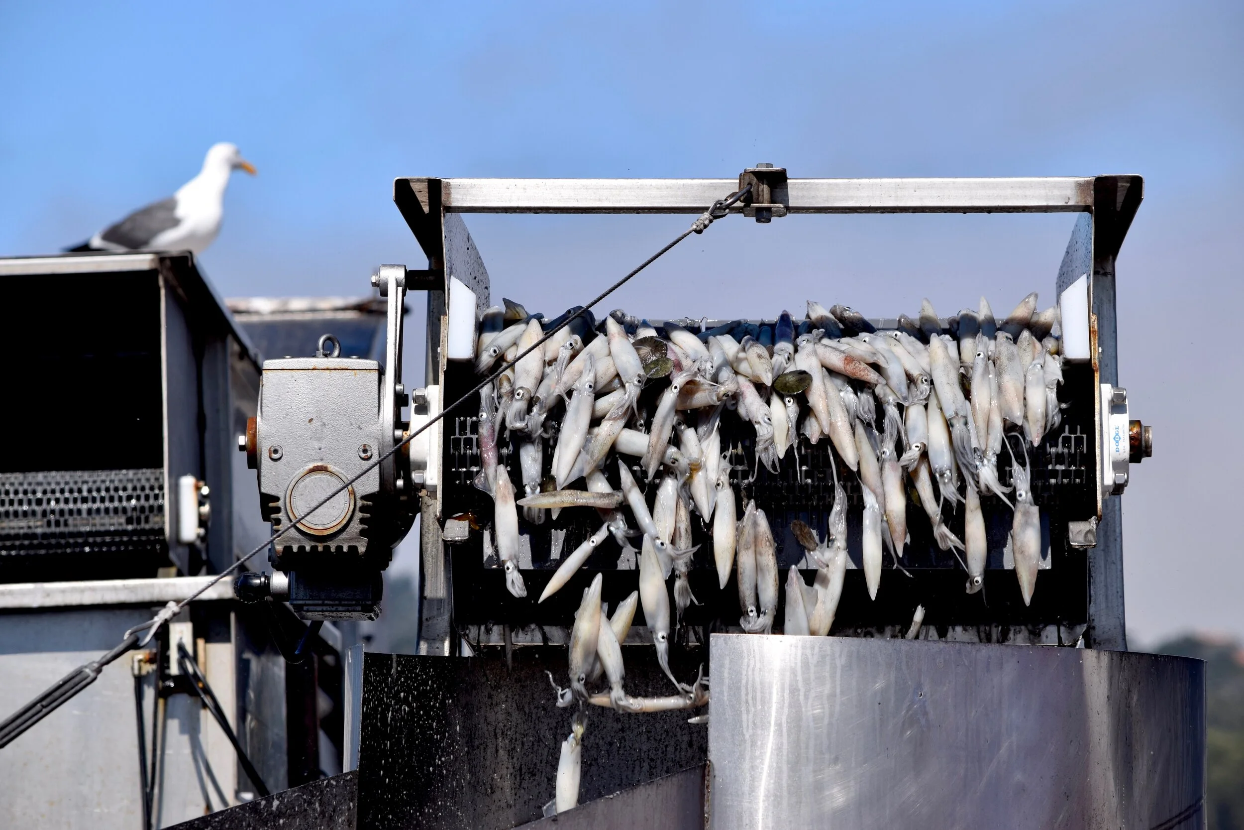 Squid offloads in Monterey (Photo Courtesy of the City of Monterey)