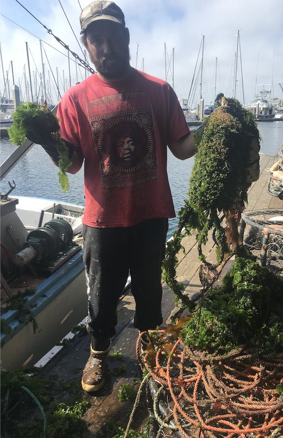 Skylar Campbell (F/V Sable) with an overgrown crab trap he recovered. Buoys and rope are ideal substrates for algae and small invertebrates to attach to. From the surface it can become a navigational hazard, as it is challenging to identify from a d…
