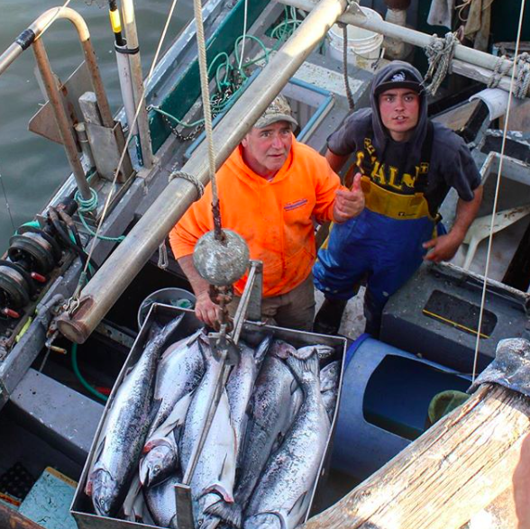 Frankie Cunningham (F/V - Krazy Kate), Santa Cruz fisherman, and crew offloading a haul of King salmon.