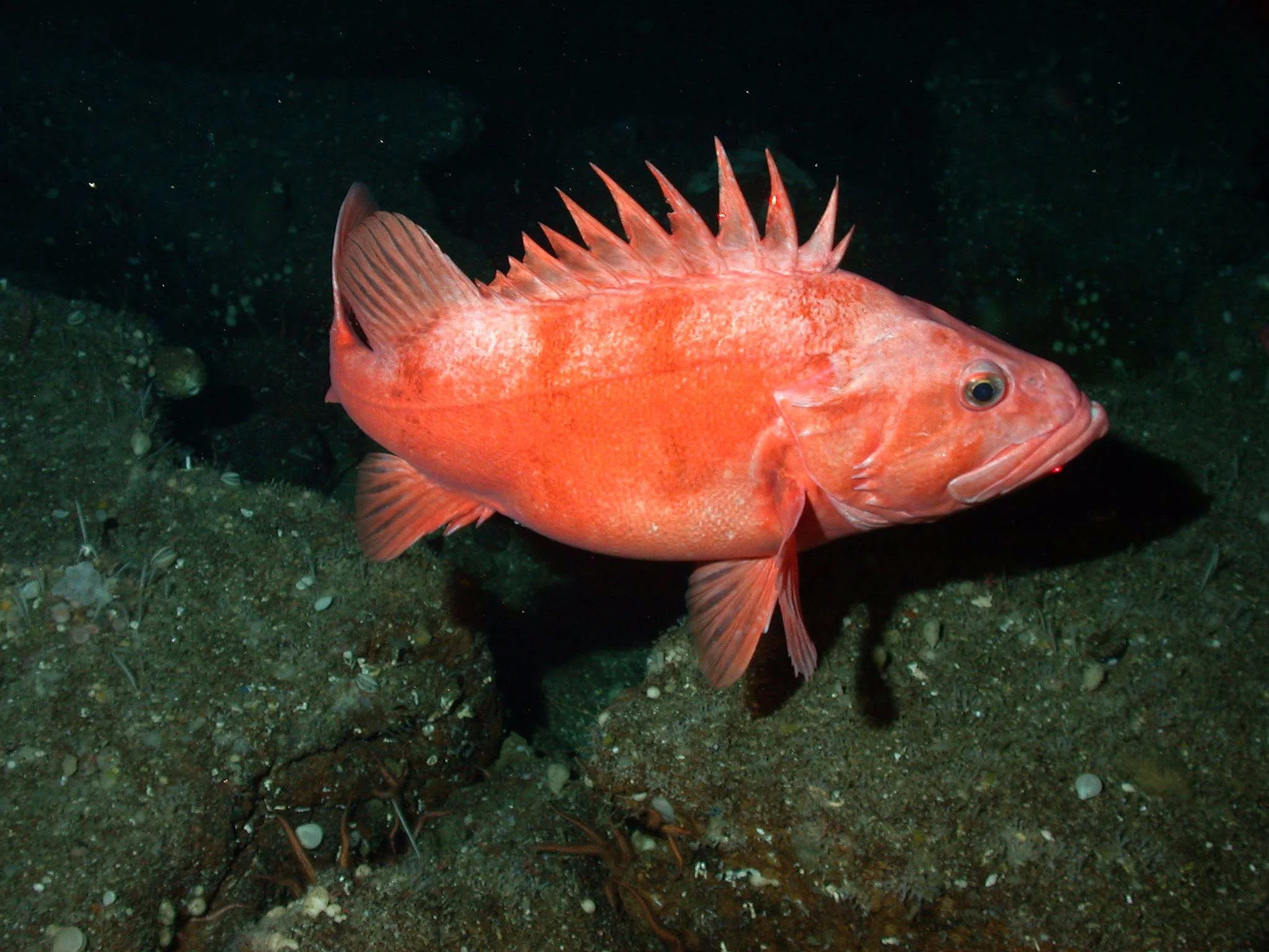 Cowcod fish stocks declared rebuilt!