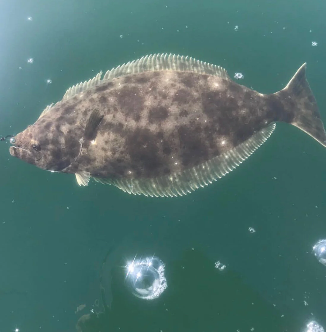 California Halibut - What to know, when &amp; where to get it