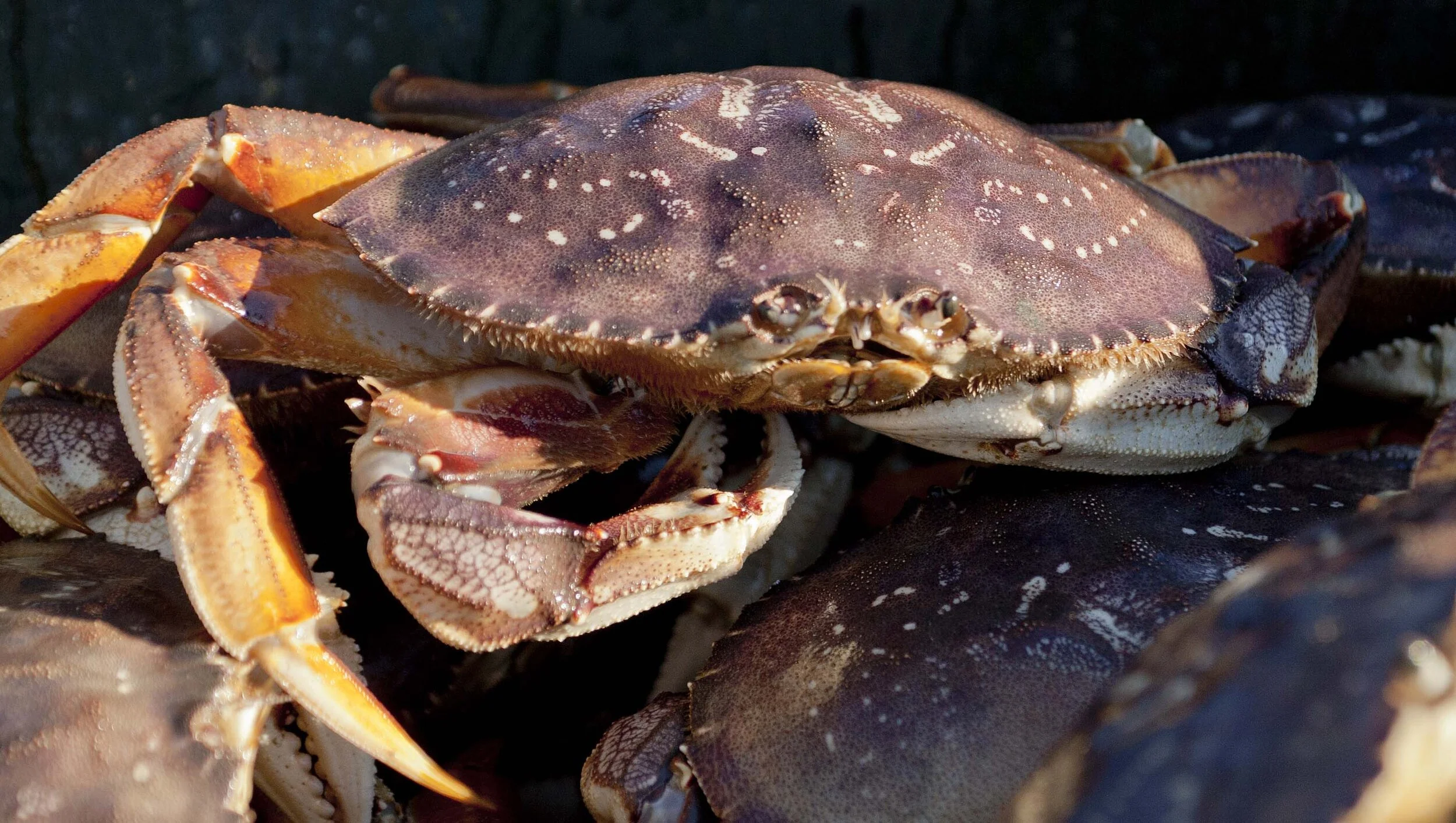 The culinary traditions of Dungeness crab