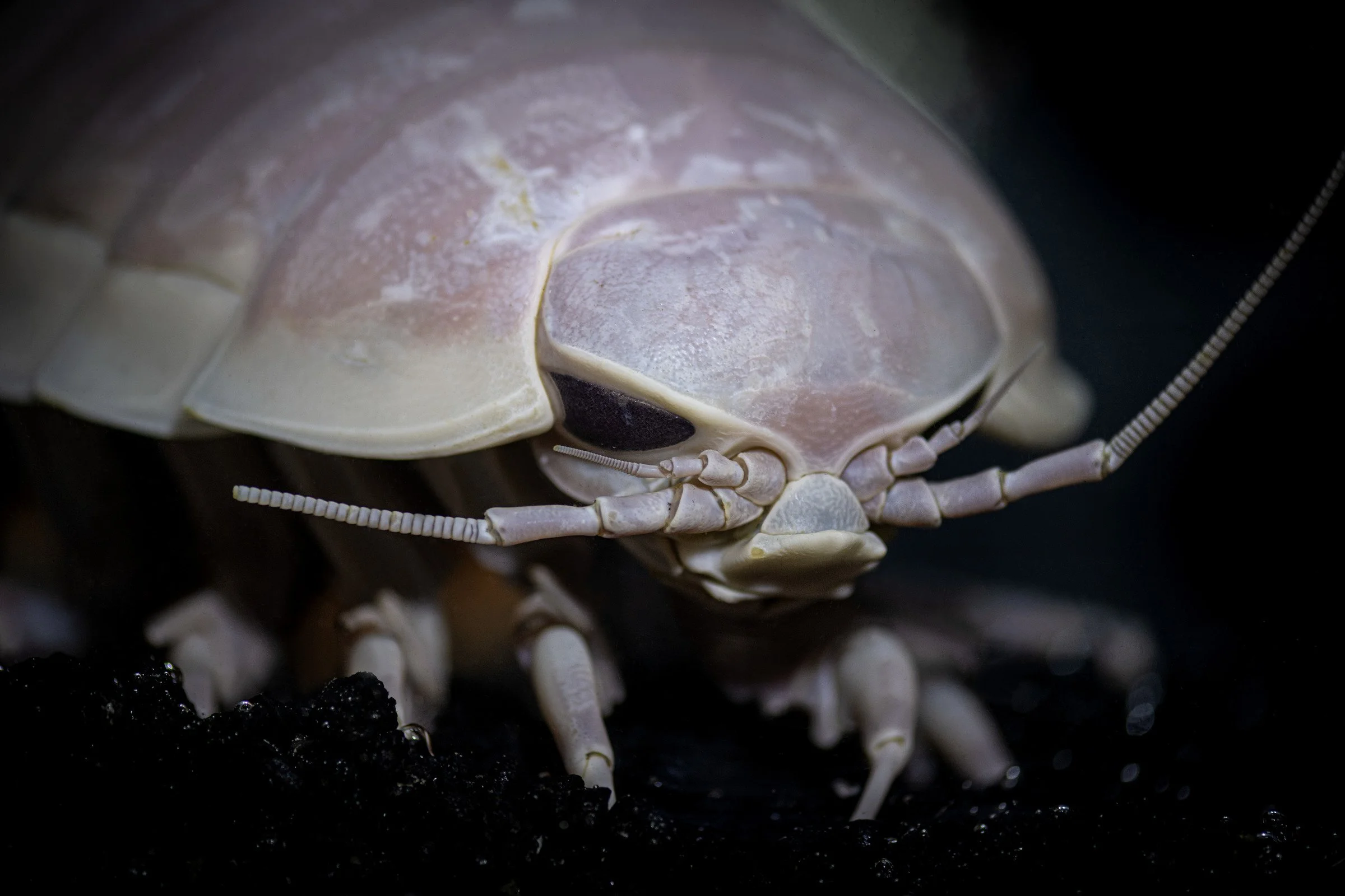 Mysterious species wreak havoc on Monterey Bay fisheries and coastal communities