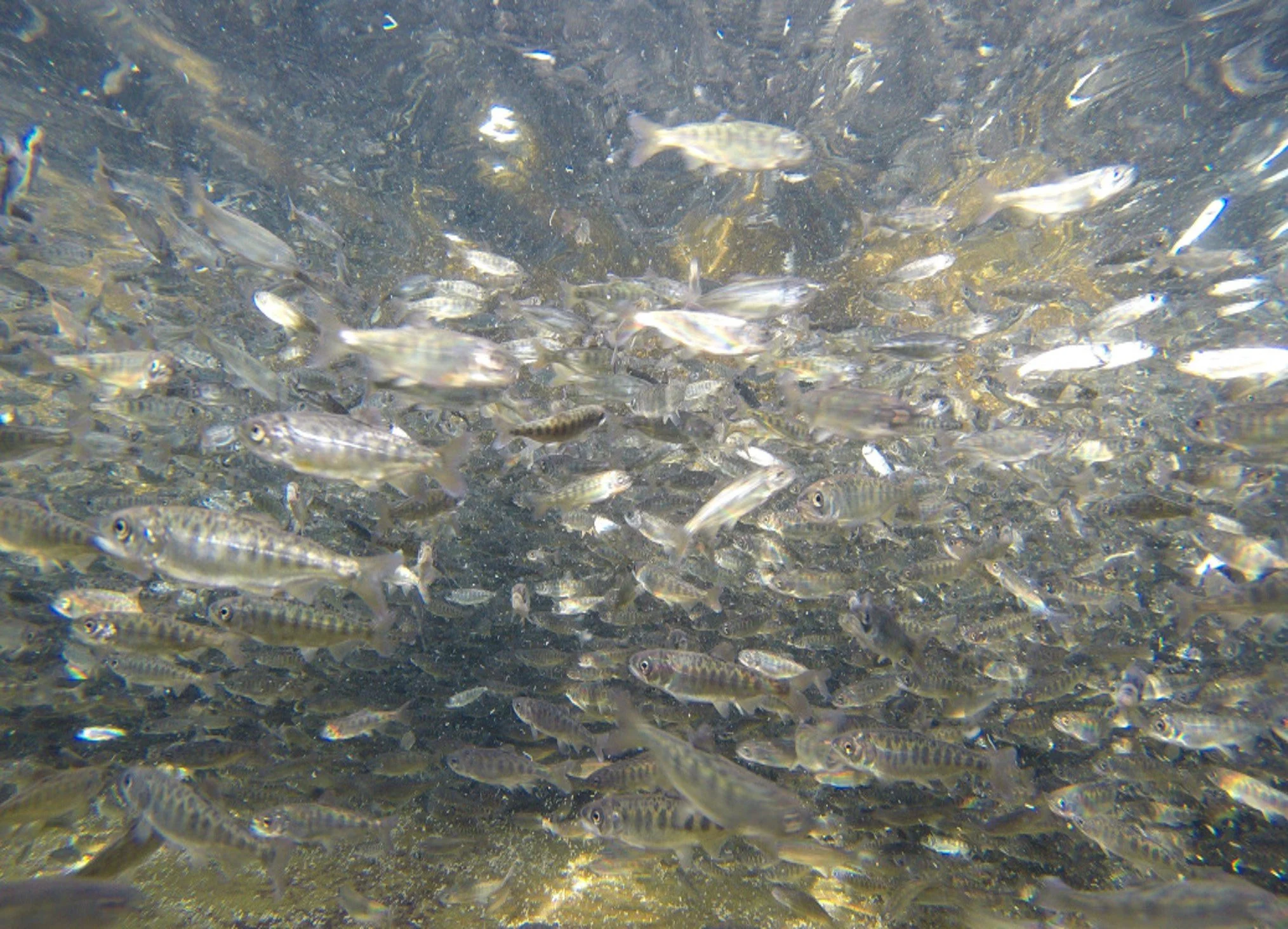 Amazing Smolt and Faint Glimmers of Salmon Hope