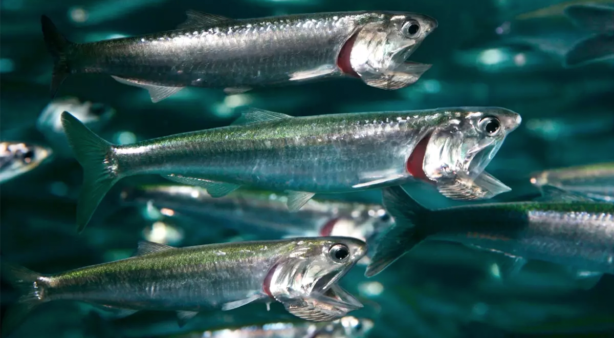 Anchovies: What to know, when &amp; where to get it