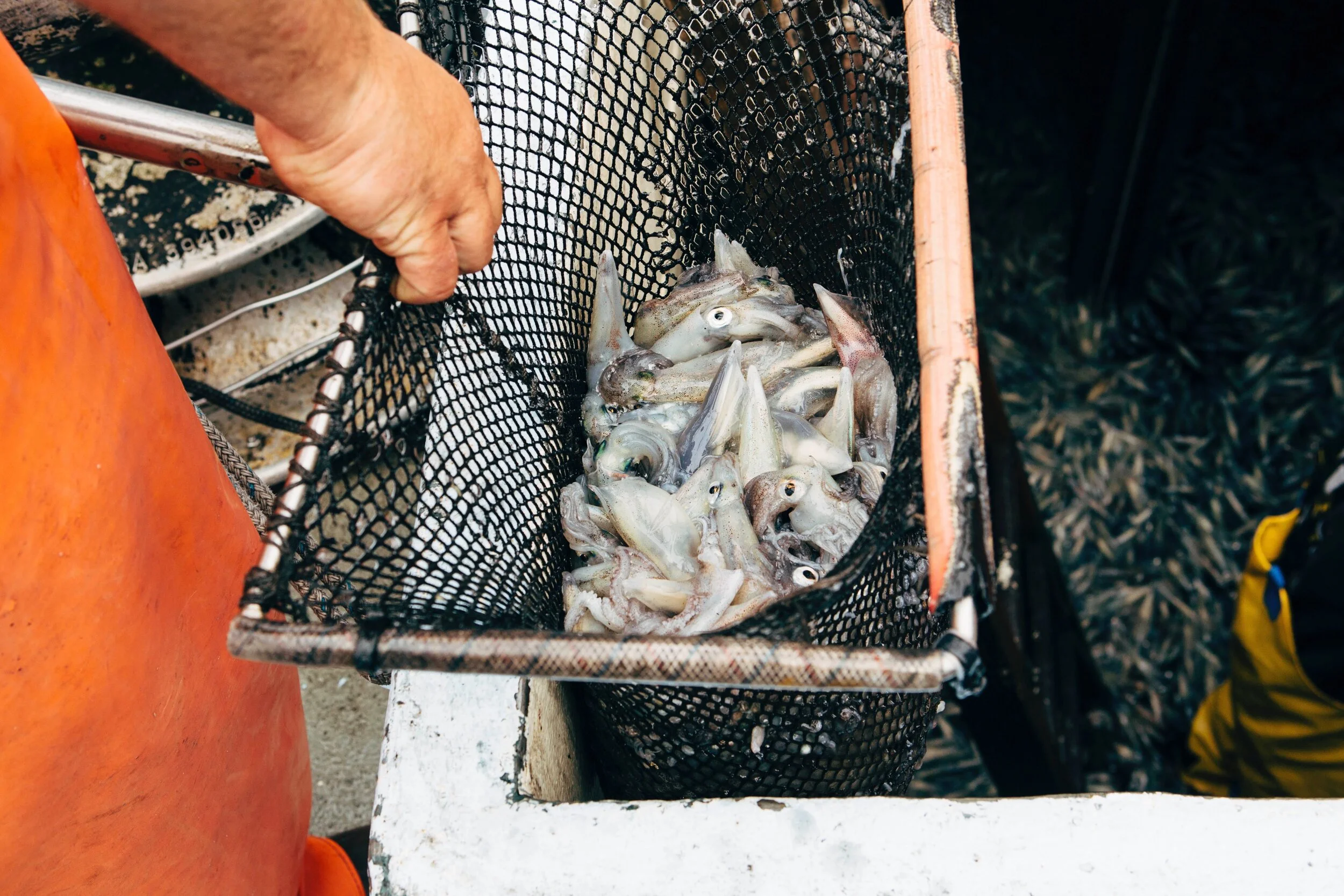 Harvesting squid in Monterey Bay