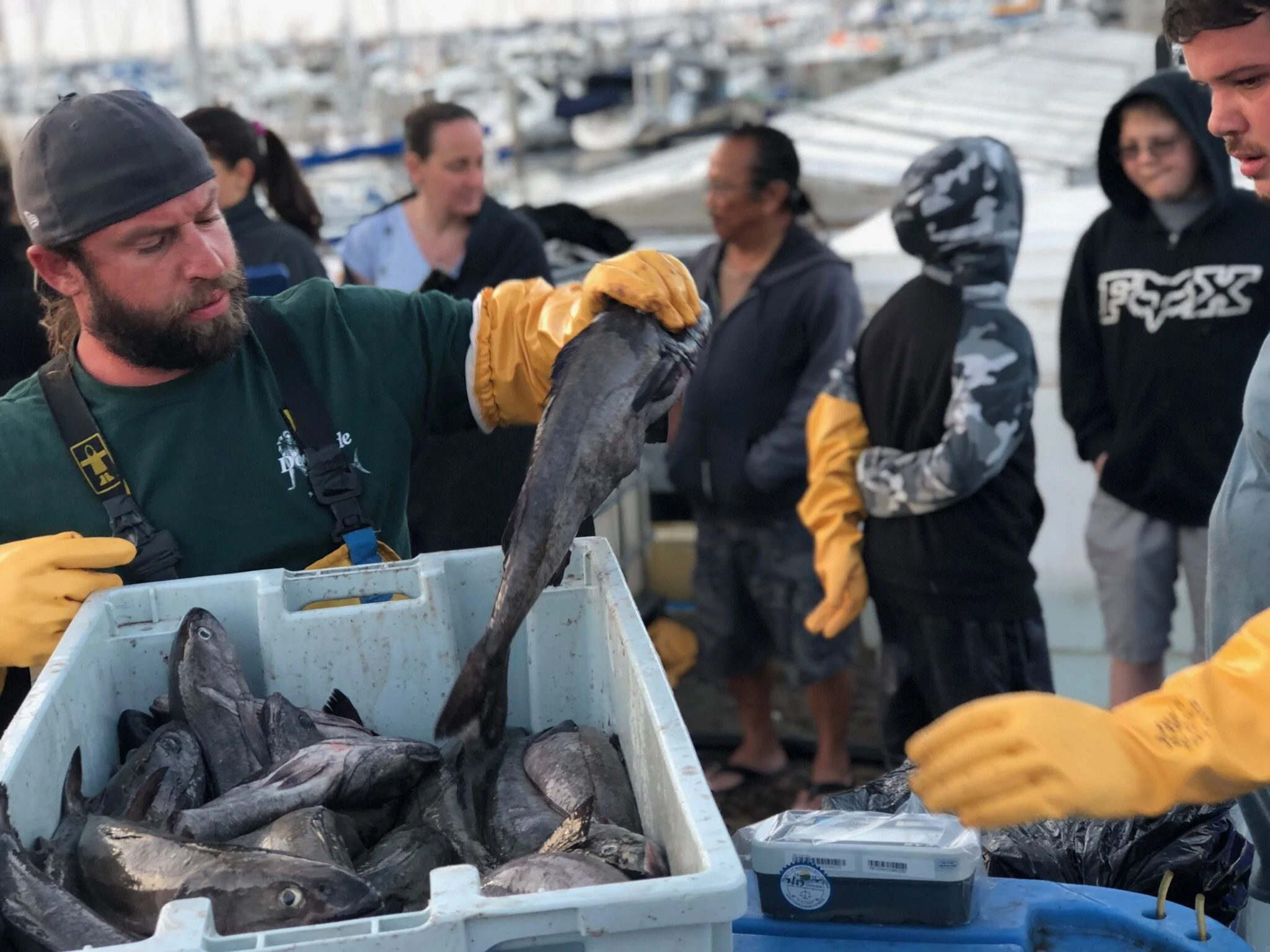 Offloading black cod from the FV Pacific Bully