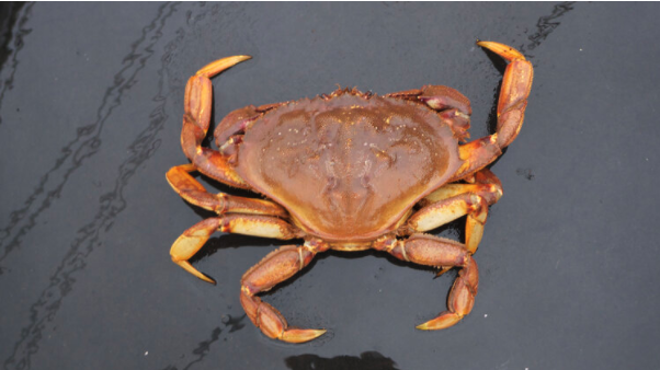 Dungeness crab - What to know, when &amp; where to get it