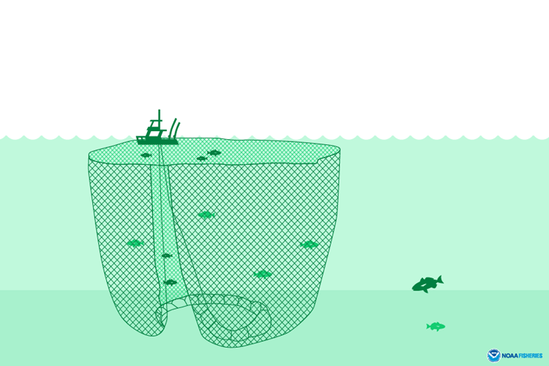Illustration courtesy of NOAA Fisheries.