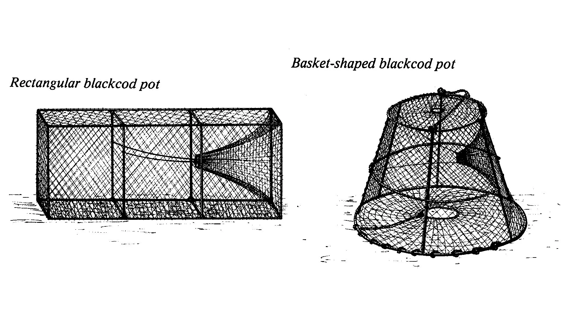 Illustration courtesy of California Sea Grant.