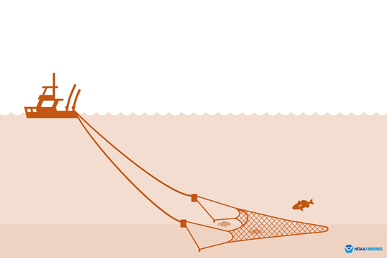 Illustration courtesy of NOAA Fisheries.