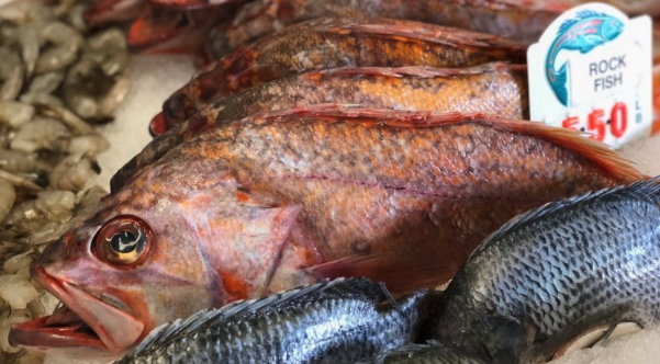 How to use a whole rockfish!