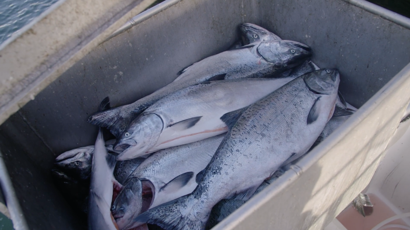 Tuk’s load of 22 King Salmon, offloaded in June 2020. Photo: TrimTab Media