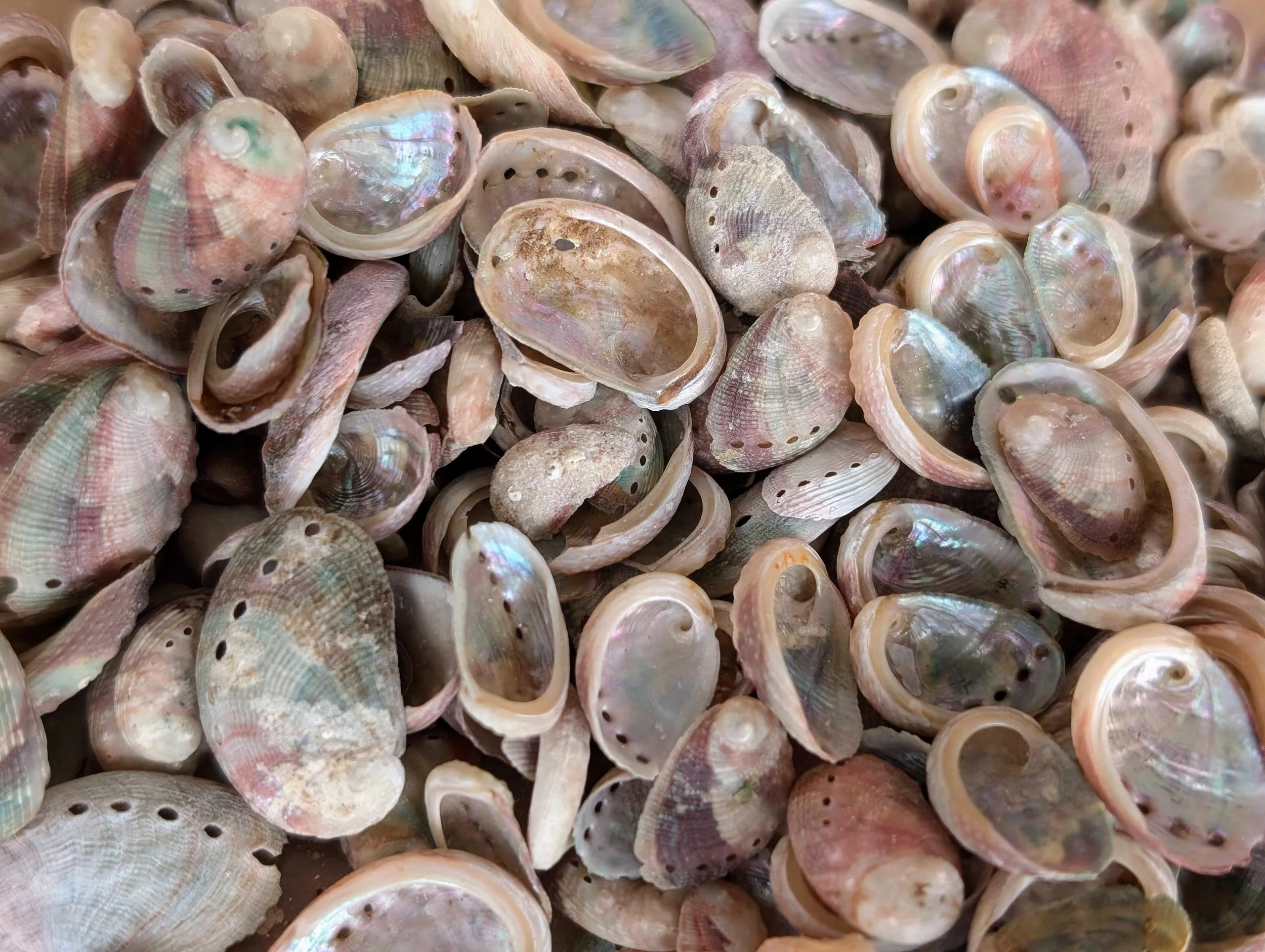 Monterey Bay Semi-Secret Seafood Star: Abalone