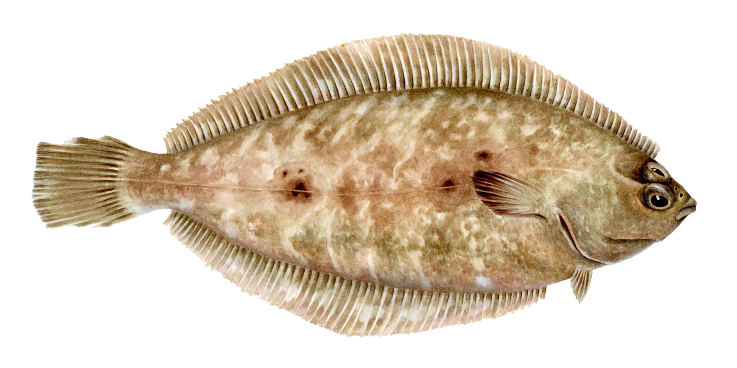 DOVERSOLEAC199.png