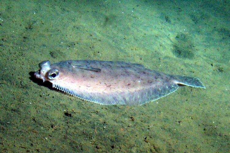 Pacific Dover sole - What to know, when &amp; where to get it