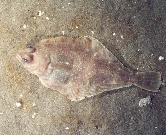 Photo courtesy of NOAA Fisheries.