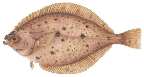 pacific-sanddab.jpg