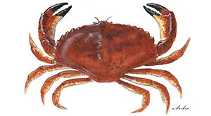 Rock-Crab-USFW.jpeg
