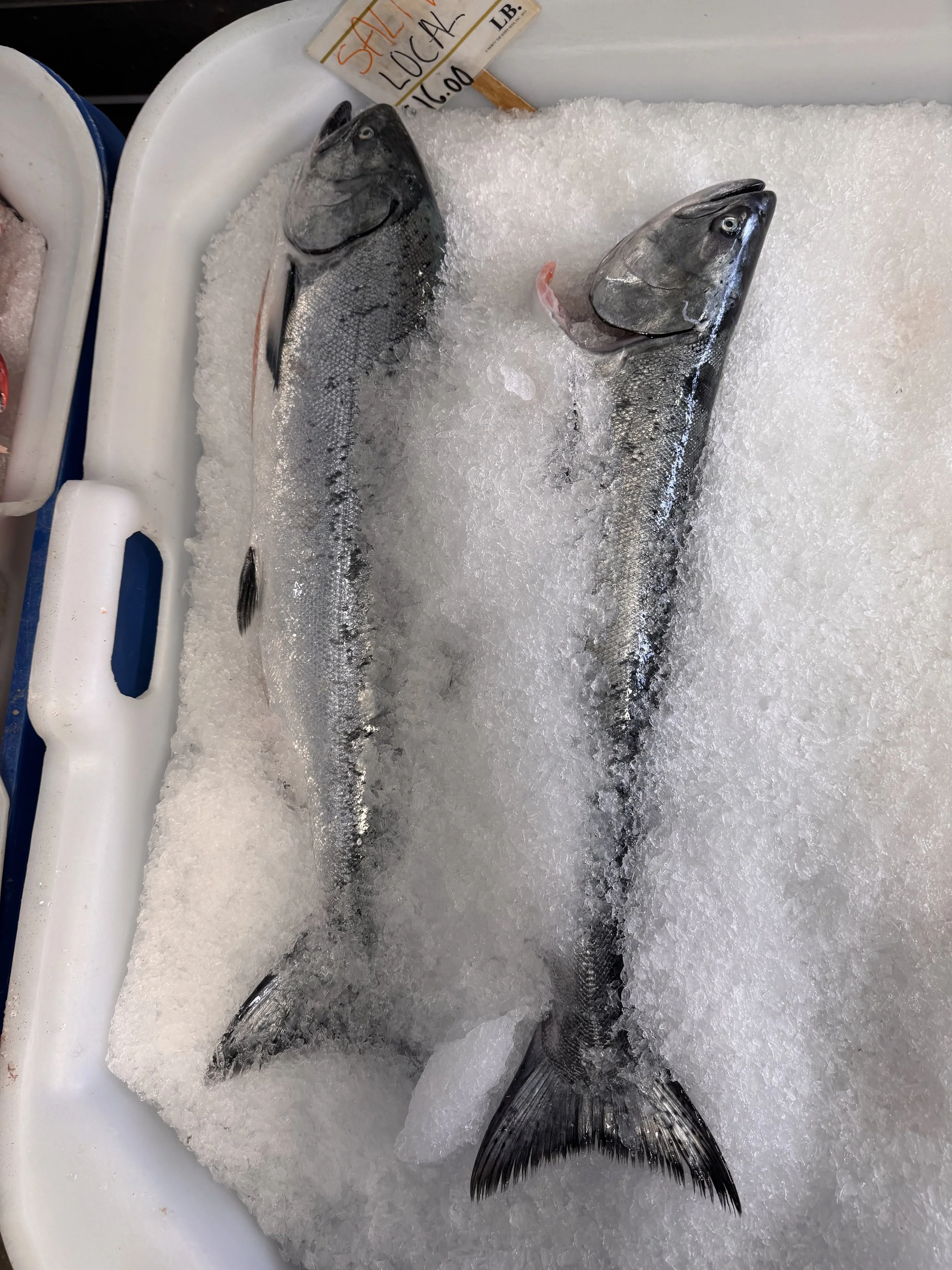 Salmon Season Is Back; Let's Not Get Too Carried Away •&nbsp;2026 Season Update