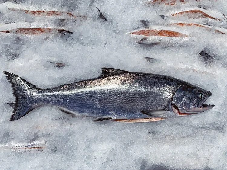 Wild King Salmon - When is it in Season and Available?
