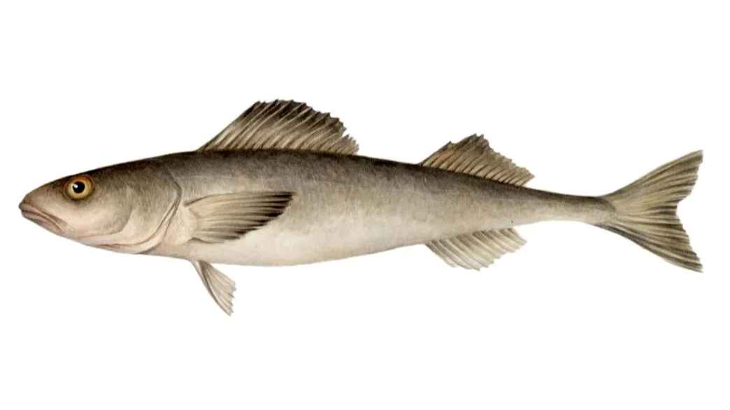 Sablefishc64_sq
