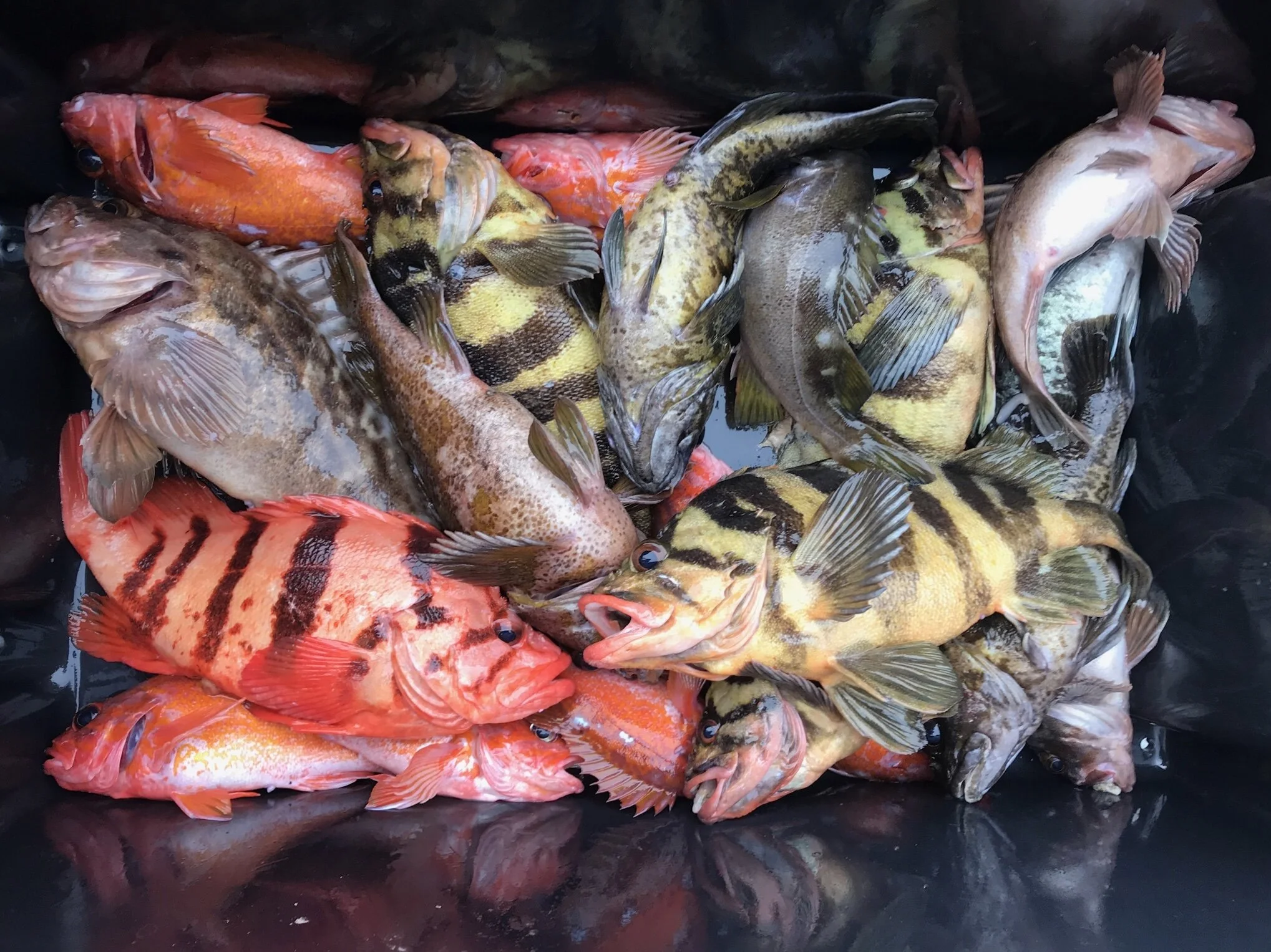 A collection of various colorful fish piled together, some with stripes and others with solid colors, in a dark container.