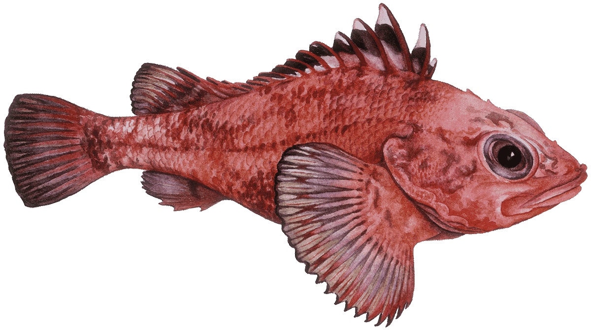 longspine-thornyhead-rockfish.png