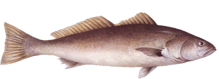 white-bass_seafoodwatch.png