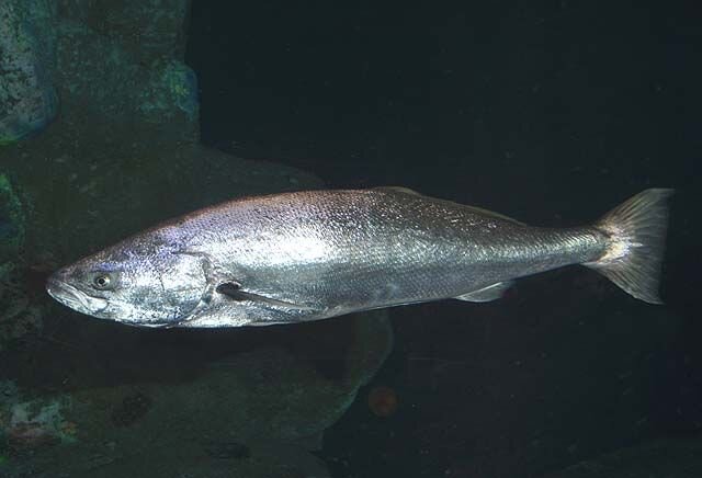 White Seabass - What to know, when &amp; where to get it