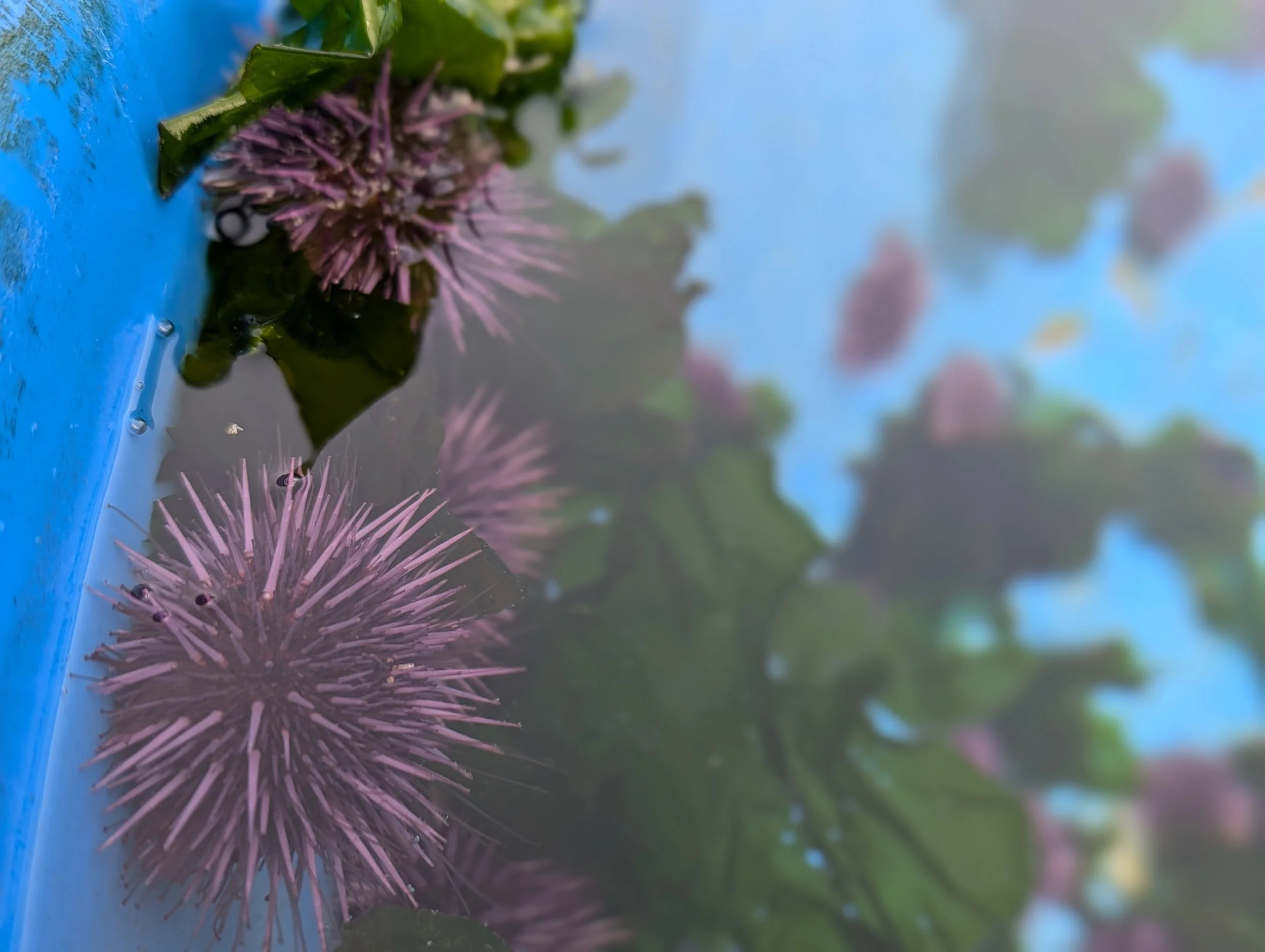 Zombie Sea Urchins Are Wreaking Havoc on Local Ecosystems, But There's Hope
