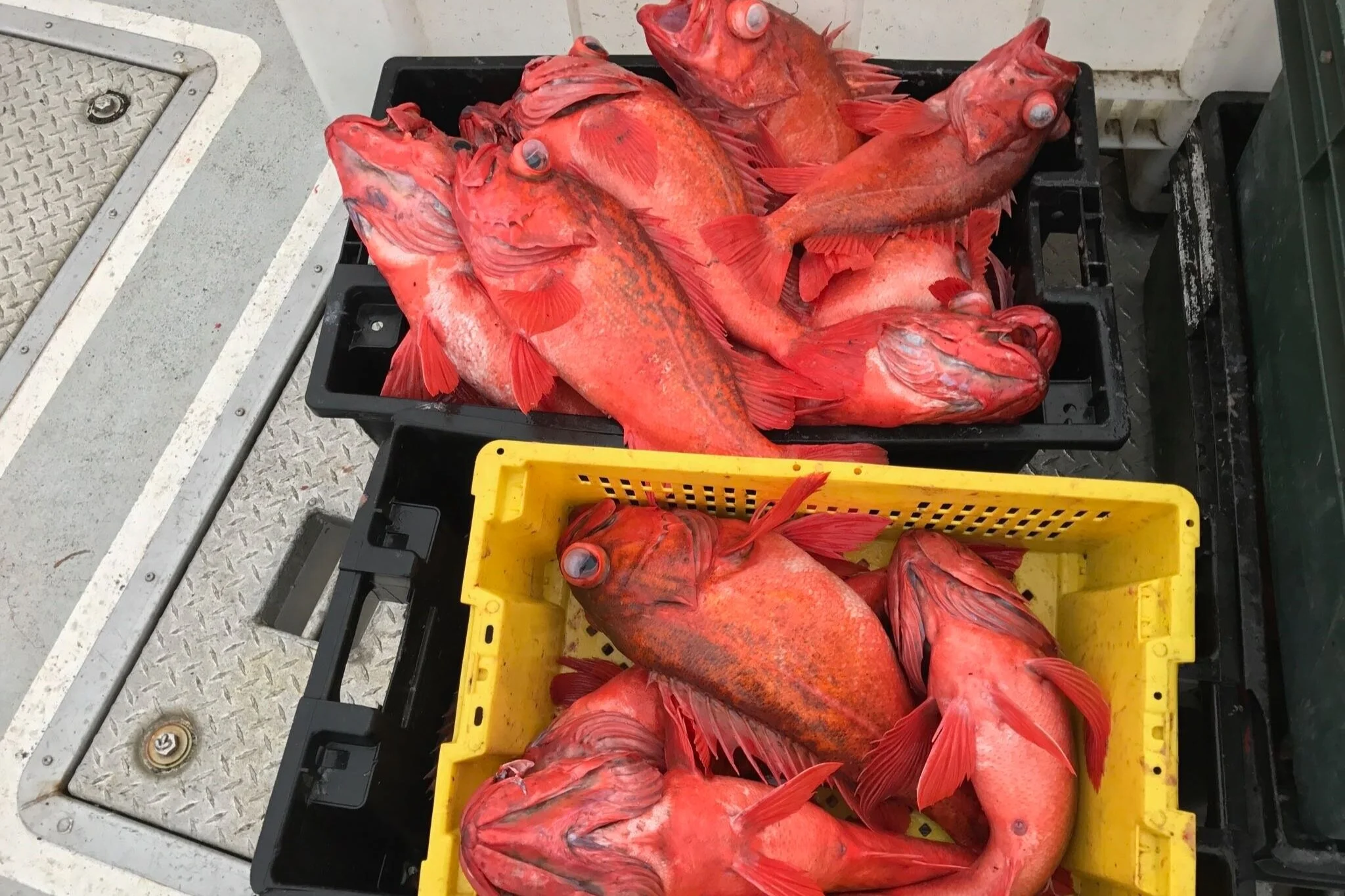 Several red fish with large eyes, likely red snapper, are piled in black and yellow plastic crates on the deck of a boat.