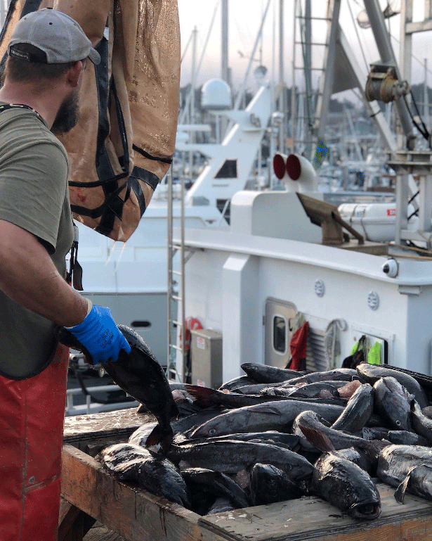 Fish-on-the-docksIMG_0793.png