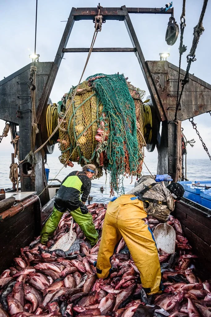 Two fishermen are processing a large catch of fish on a boat, surrounded by tons of fish on the deck, with fishing nets and equipment hanging overhead.
