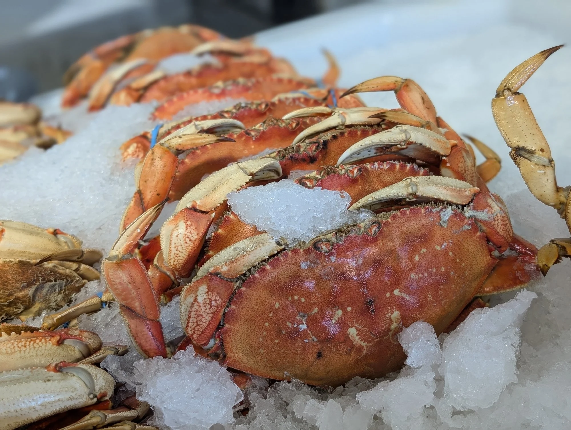 Fresh crabs arranged on ice for sale, with visible claws and shells, in a seafood market or display.