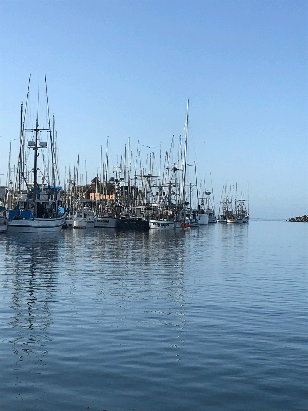 Several boats docked at a marina on calm water with a clear blue sky.