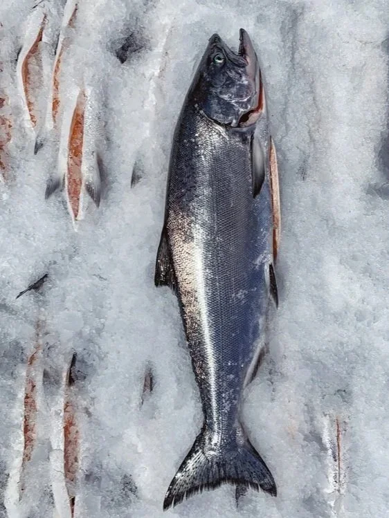 A large fish lies on ice next to several smaller fish, likely caught while ice fishing.